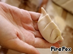 Гедза (Гедзе) японские пельмени рецепт с фото пошагово