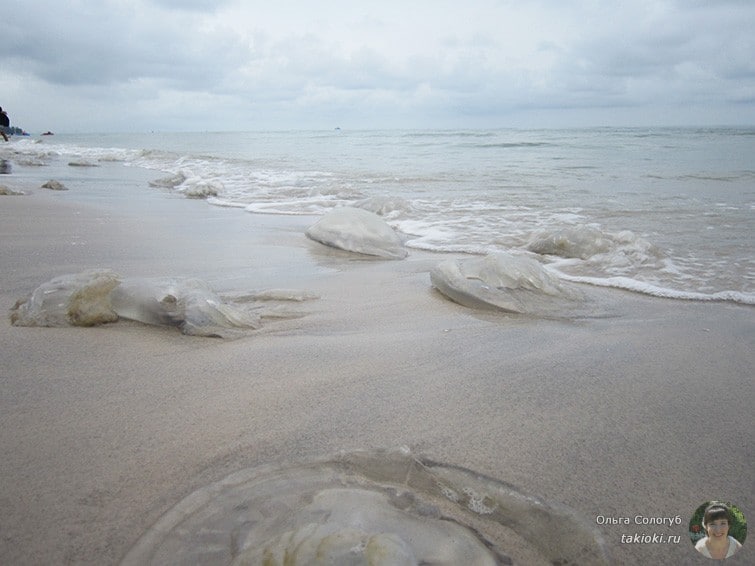 Медузы на пляже Хуа Хина