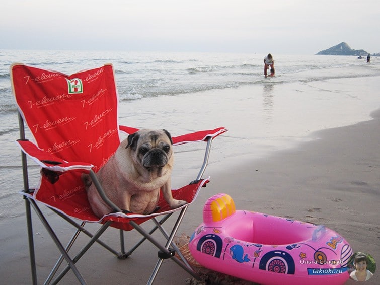 Собака на пляже Хуа Хина