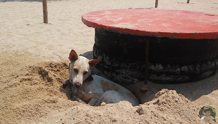 Собака на пляже Ча-Ама