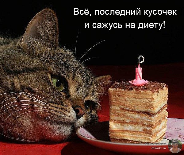кот и последний кусочек торта