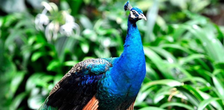 Удивительное разнообразие птиц можно увидеть в огромном причьем парке города Куала-Лумпур