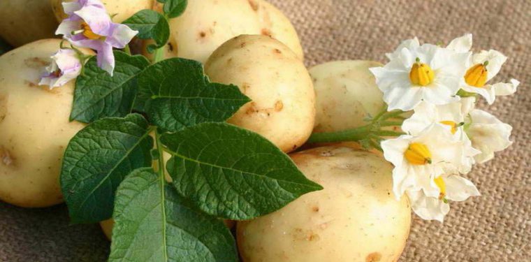 Можно ли есть картошку при похудении – на каких диетах разрешено + рецепты диетических картофельных блюд