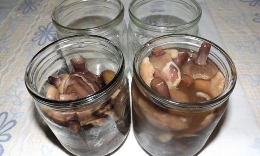 Как мариновать маслята на зиму? 7 рецептов приготовления грибов в домашних условиях
